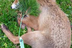 IMG-67519849c2a010c8aa9c61301224977e-V