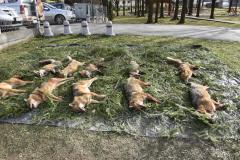 IMG-d7b308176fbe6805b9157768b474037f-V