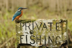 perfect-kingfisher-dive-photo-wildlife-photography-alan-mcfayden-10