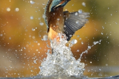 perfect-kingfisher-dive-photo-wildlife-photography-alan-mcfayden-22