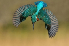 perfect-kingfisher-dive-photo-wildlife-photography-alan-mcfayden-30