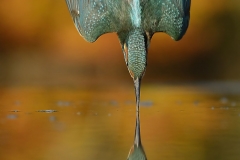 perfect-kingfisher-dive-photo-wildlife-photography-alan-mcfayden-311