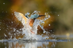 perfect-kingfisher-dive-photo-wildlife-photography-alan-mcfayden-33